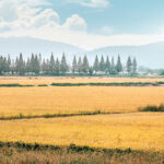 맑은 땅과 물 그리고 정성이 빚은 아산맑은쌀