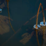 초겨울의 투명함