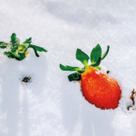 새빨간 열매의 유혹