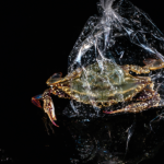 봄 바다의 선물