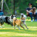 댕댕아, 우리 여기서 놀까?