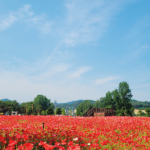 찬란한 봄꽃의 향연 ‘2026 Colorful Garden 자라섬 꽃 페스타’